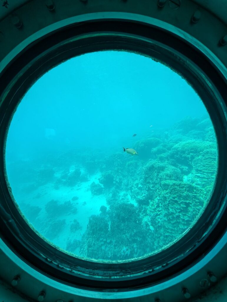fish eye魚